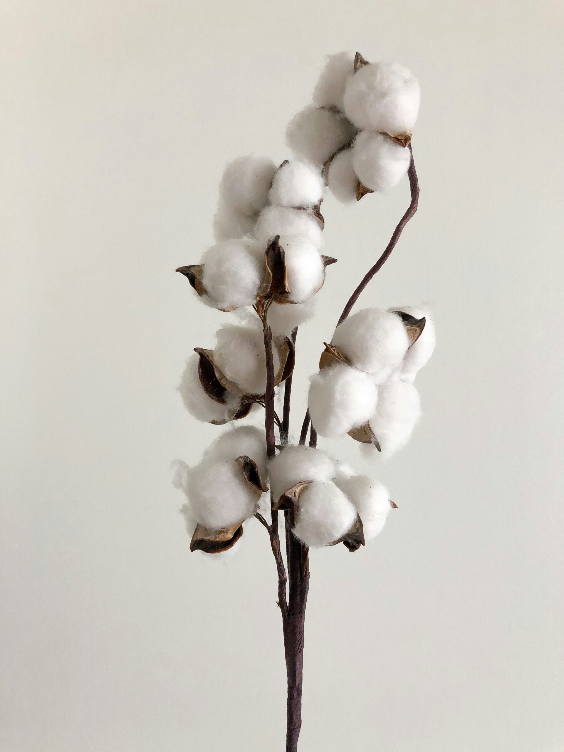 Aesthetic Cotton Plant
